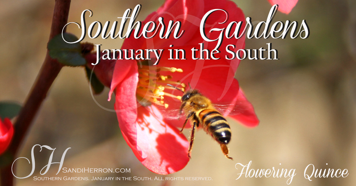 Southern Gardens - January in the South | Life at Spring Meadows