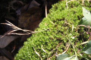 moss on a log