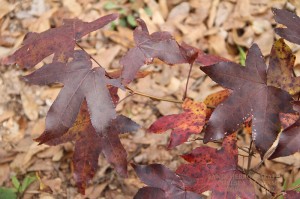 Fall Leaves