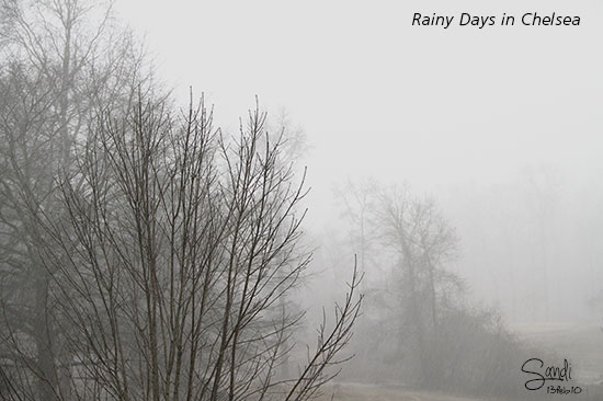 Rain on the Dogwood Tree