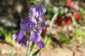 The Memory Garden gives a place to heal as you dig in the dirt and a source for friends and family to have a lasting legacy.