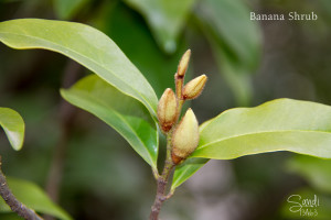 Banana Shrub