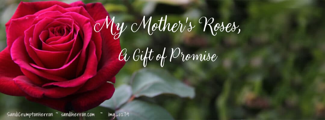 My Mother’s Roses – A Gift of Promise