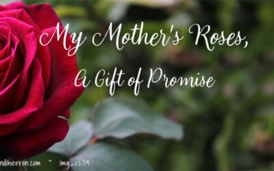 My Mother’s Roses – A Gift of Promise