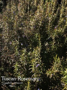 Tuscan Rosemary