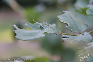 Sawfly Larvae - Garden Pests