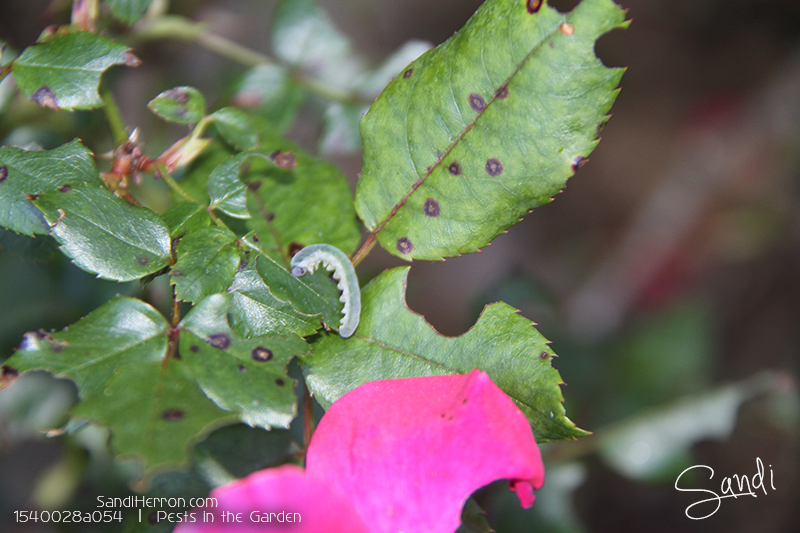 Insects in the Garden: The Good, the Bad, and the Interesting | Sawfly Larvae (Roseslug Sawfly)
