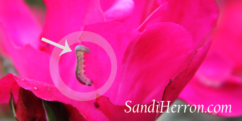 Sawfly Larvae |SandiHerron.com, Life at Spring Meadows