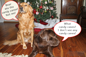 Who ate the candy canes?