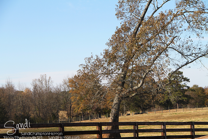 Backroad Traveler: Chelsea/Wilsonville Alabama