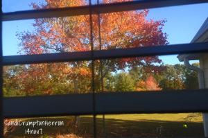 The Maple Tree: A View from the Window