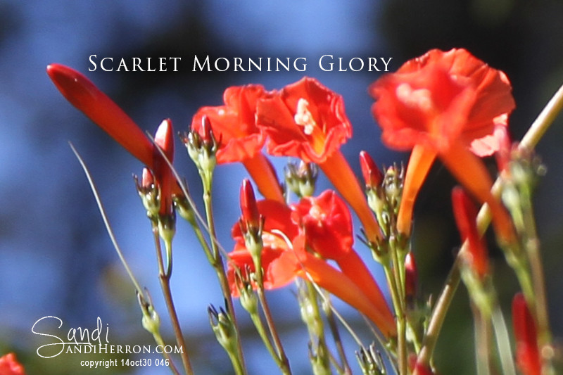 Scarlet Morning Glory