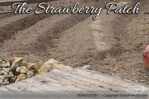 StrawberryPatch February