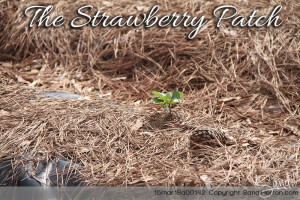 StrawberryPatch March