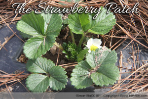 StrawberryPatch March