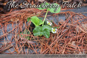 StrawberryPatch March