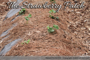 StrawberryPatch March