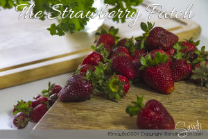 Strawberry Patch - What's Inside is What Counts!