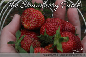 The Strawberry Patch