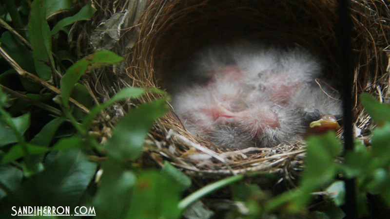 Bird Life at Spring Meadows – Baby Birds 2015 Part 1