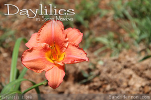 Lovely daylily at Spring Meadows