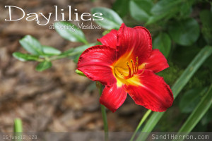 Lovely daylily at Spring Meadows