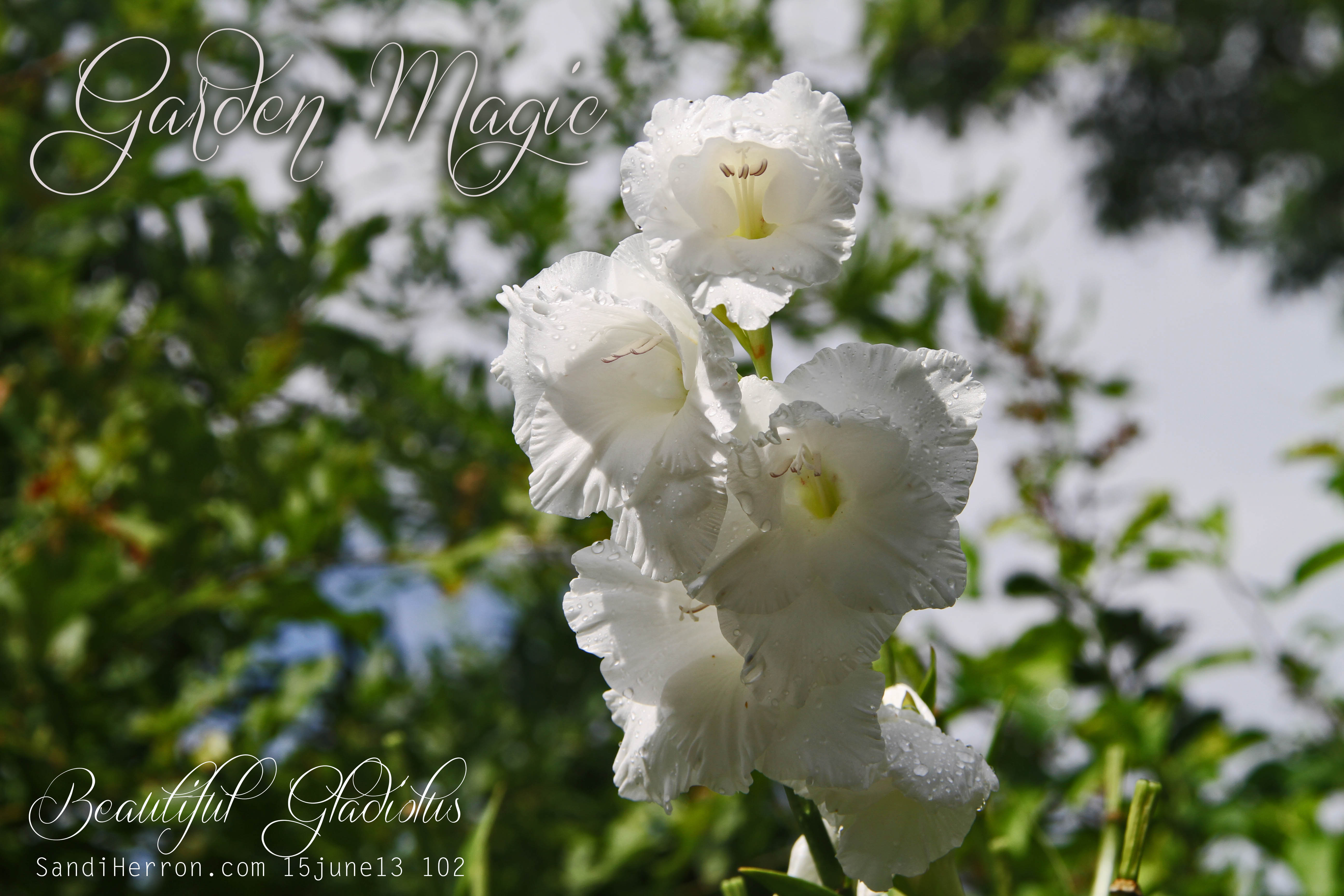 Gardening: Garden Magic with Beautiful Gladiolus