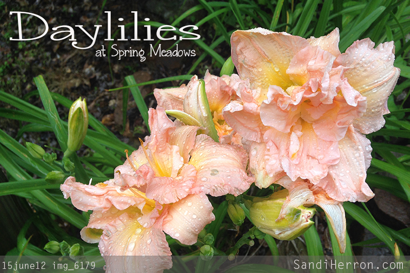 It’s a Daylily Kind of Day!