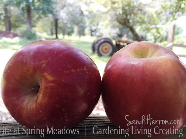 Apple Crisp | Life at Spring Meadows | Gardening Living Creating
