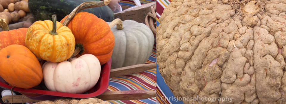 Fall Decorating Inside and Out: “All Things Pumpkin”