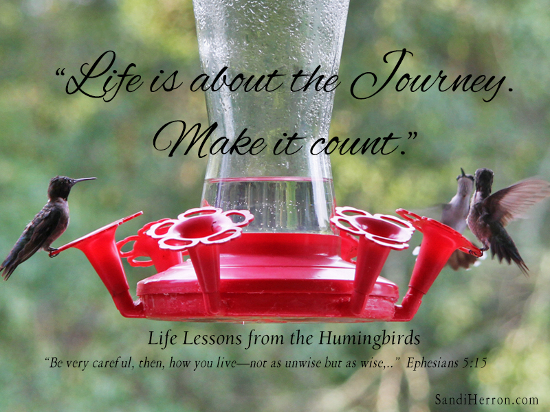 Friday Focus: Lessons from the Hummingbirds