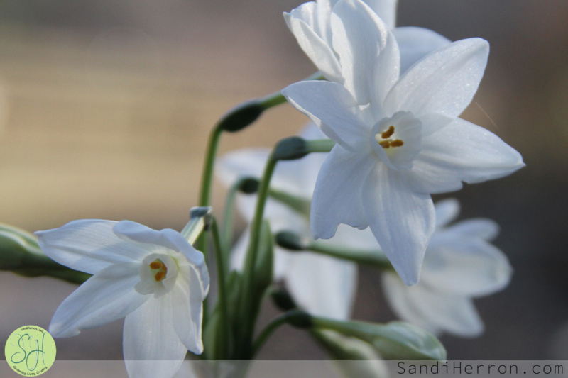 Narcissus - The Beauty of Winter