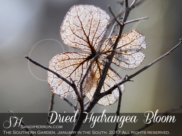 Dried Hydrangea Bloom | JANUARY IN THE SOUTH