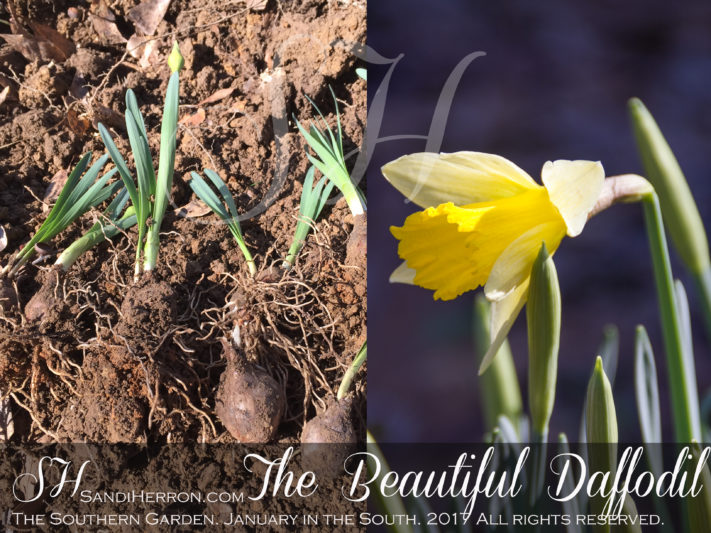 Daffodil Bulbs | JANUARY IN THE SOUTH