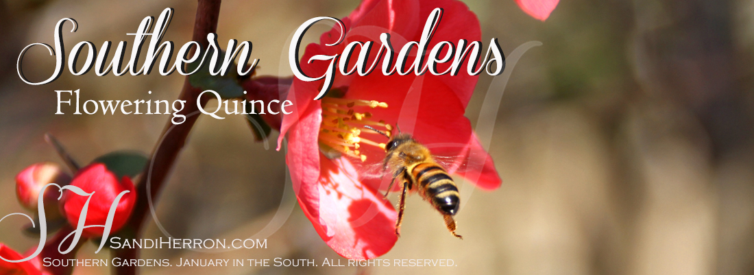 Southern Gardens – January in the South