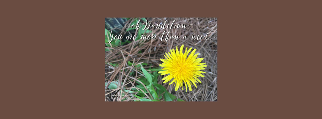 Oh Dandelion, You Are More Than a Weed!