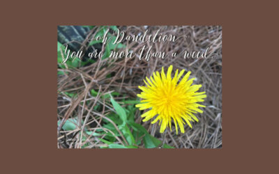 Oh Dandelion, You Are More Than a Weed!