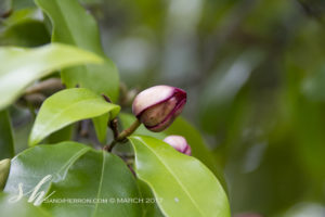 Banana Shrub creates a heavenly scent throughout the yard