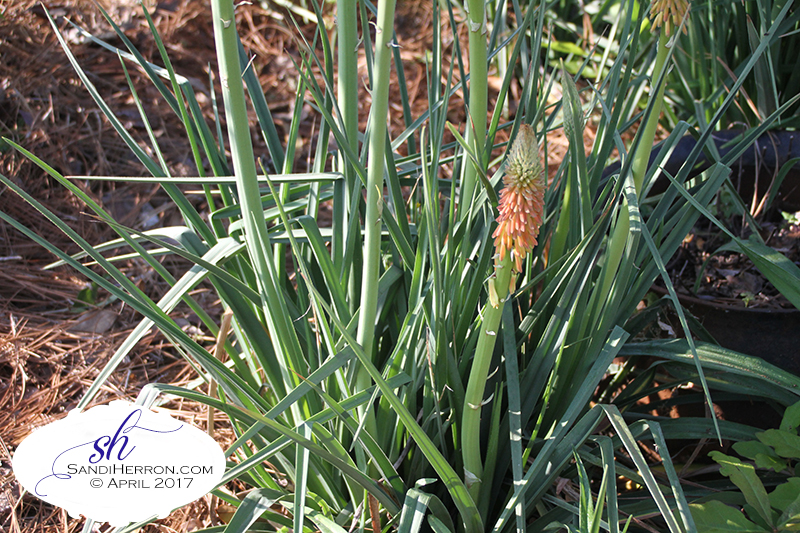 Red Hot Poker Plant | Life at Spring Meadows | Gardening Living Creating