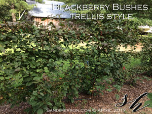Blackberry Bushes Trellis Style | Life at Spring Meadows | Gardening Living Creating