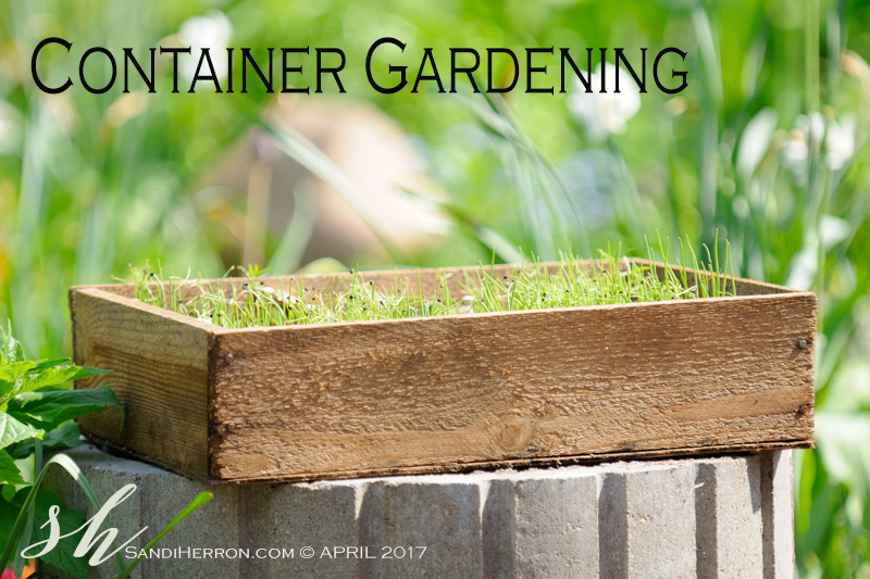 Container Gardening | Get Creative