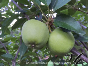 Espalier Apple Tree Year 3 | Life at Spring Meadows | Gardening Living Creating