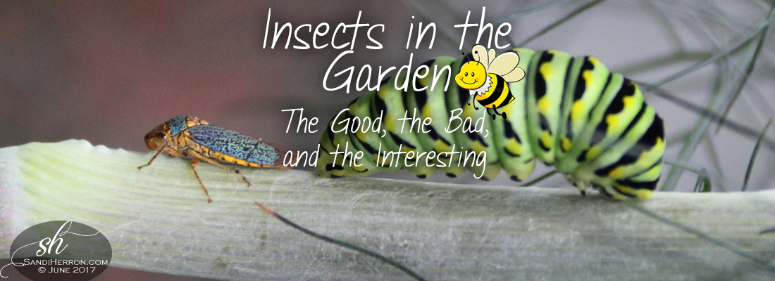 Insects in the Garden – The Good, the Bad, and the Interesting | Sharpshooter