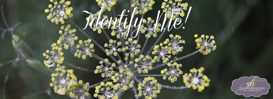 Identify Me! Plant Identification (Updated)