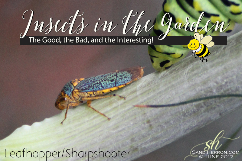 The common Leafhopper, also known as Sharpshooter