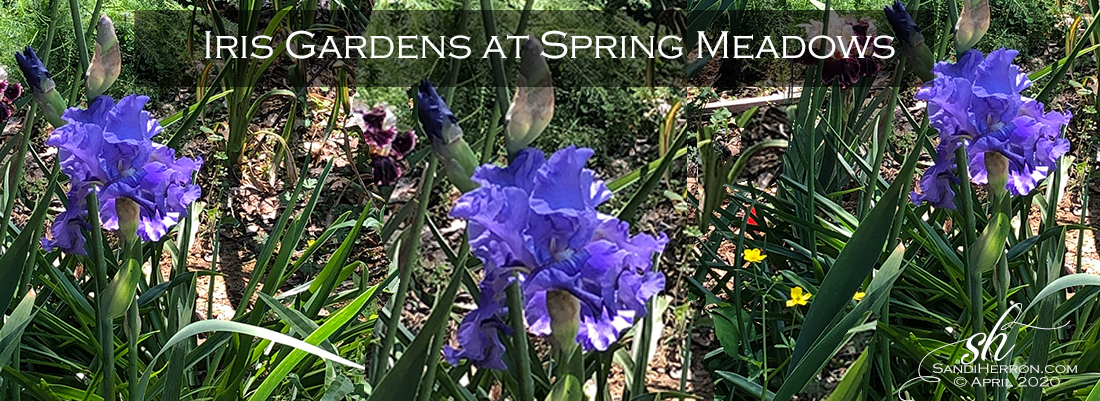 Iris Gardens of Spring Meadows