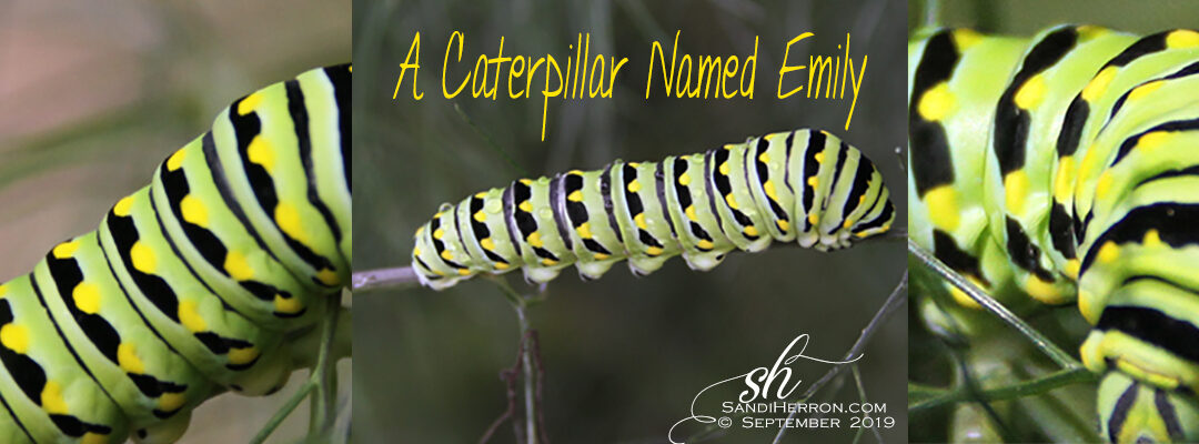 A Caterpillar in the Garden