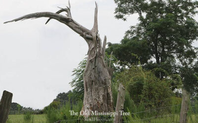 The Old Mississippi Tree