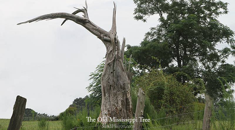 The Old Mississippi Tree