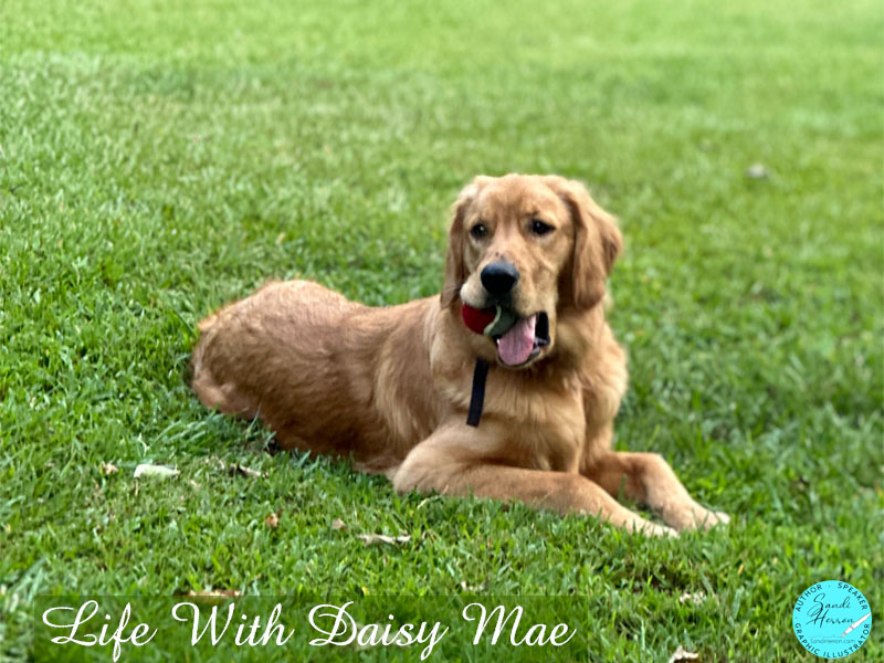 Daisy Mae loves her tennis ball.